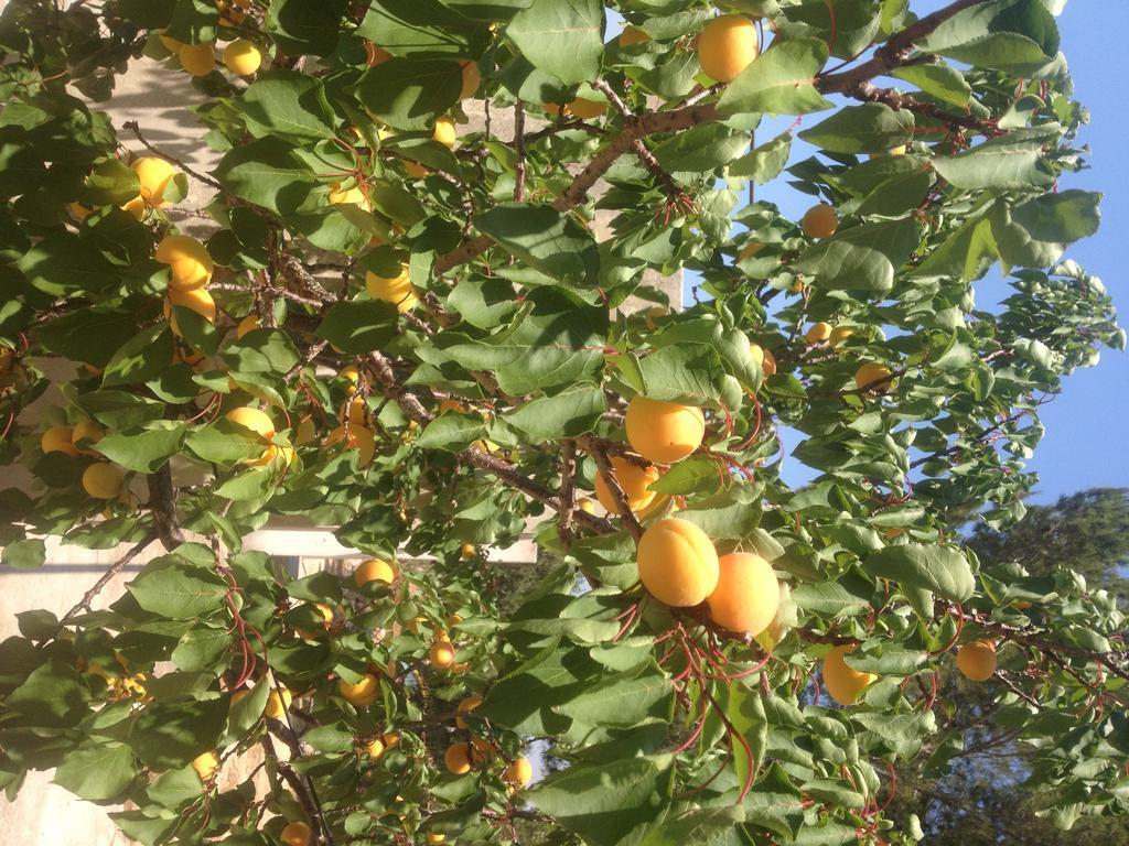 مبيت وإفطار مارينا دي بيسكولوس Contrada Borgin المظهر الخارجي الصورة